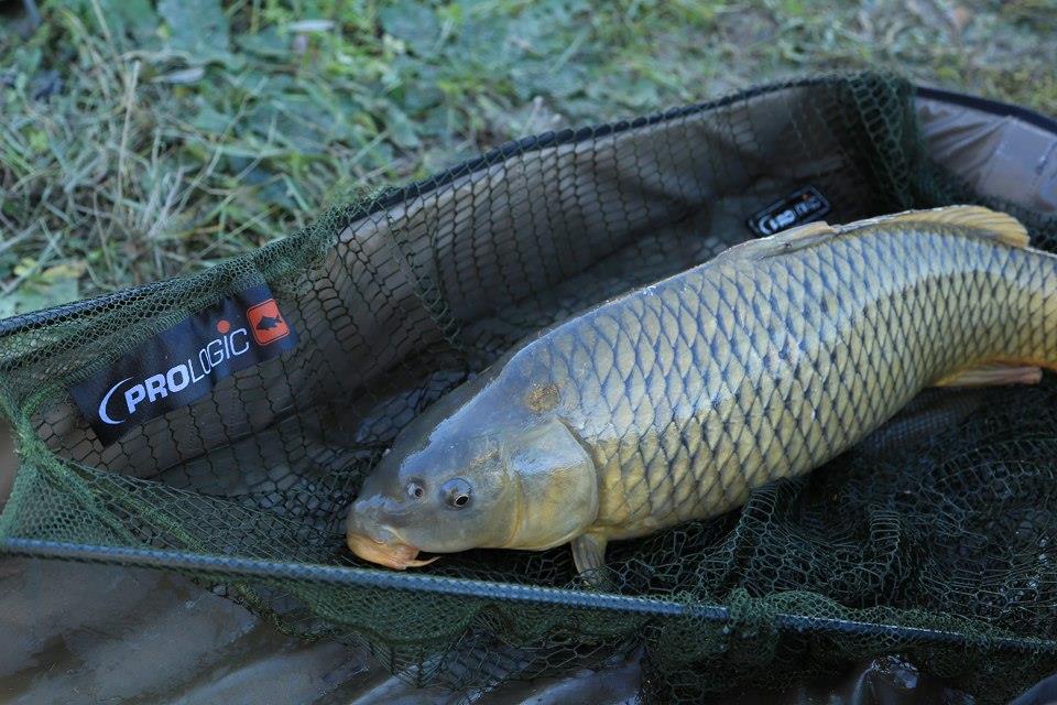 PROLOGIC - 250753474737225919182976338035n.jpg